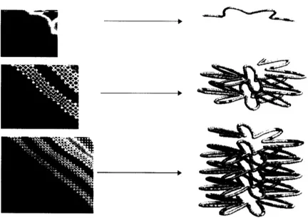 Figure  2.4  At  left, representations  of the  matrices  of  distances  between  points  on  a growing  chromosome  and  at right,  the  structures.