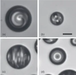 Fig. 2 A single spiraling droplet photographed when the temperature gradient points upwards (a): ∆T = 5 ◦ C and downwards (b): ∆T = −5 ◦ C.