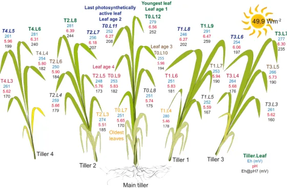 Figure 5. Map of inter-leaf variability in pH, Eh and Eh@pH7 over tillers and leaf ranks
