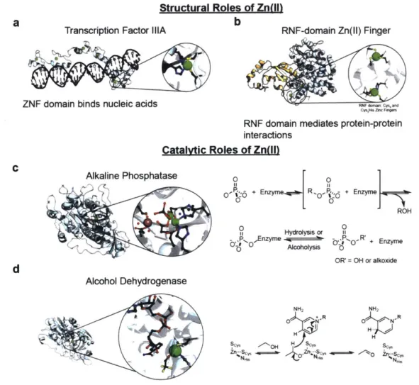 Figure  1.2.  Select examples  of functions of Zn(II)  in proteins.  (a-c)  Structural roles  of Zn(II)