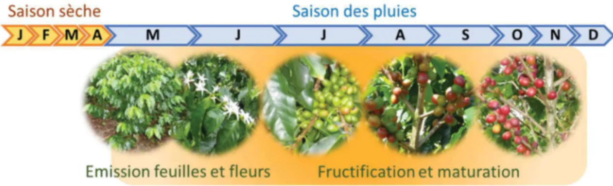 Figure 5. Schéma représentant les croissances végétative et reproductive du caféier arabica et  le niveau qualitatif d’attaque de rouille orangée (bandeau orangé) au cours d’une année dans  une région ne présentant qu’une seule alternance entre saison sèch