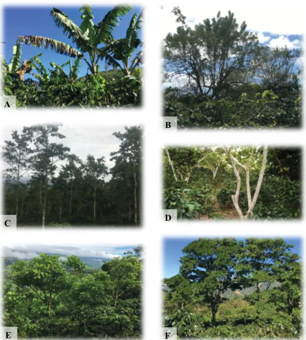 Figure  7.  Plantations  de  caféier  en  systèmes  agroforestiers  mono-spécifiques  à  base  de  bananiers (A), Gliricidia sepium (B), Cordia alliodora (C), Erythrina poeppigiana taillés (E)  et Erythrina poeppigiana non-taillés (F)
