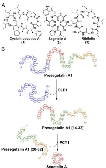 Fig. 1. (A) Structures of the orbitides cyclolinopeptide A, segetalin A, and ribifolin