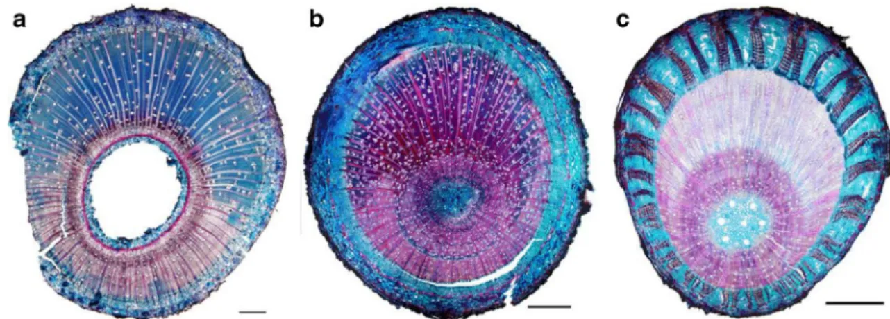 Fig. 4 Anatomical groups of tension wood defined for this study. Unlignified G-layer stained in blue in Cecropia palmata (a), lignified G-layer stained in red in Sextonia rubra (b) and No G-layer in Theobroma grandiflorum