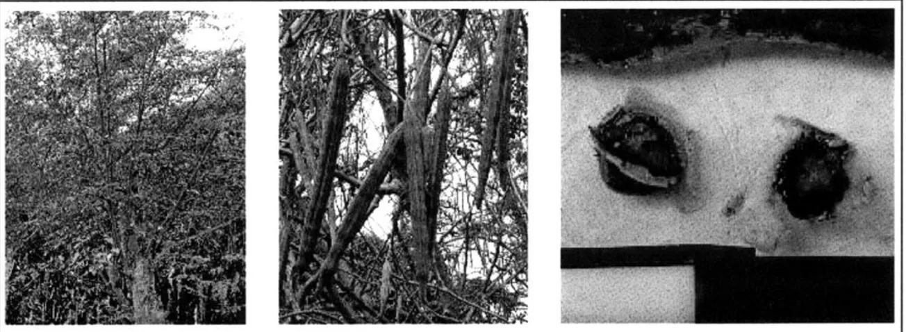 Figure 2.7:  (L-R)  Moringa Oleifera Tree, Pods,  and Seeds. 0