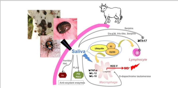 FIGURE 5 | Synthetic view of A. variegatum salivary-induced modulation of bovine immune cells Molecular determinants (with immunomodulatory properties identified by proteomics) driving cellular events (inhibition of lymphocyte proliferation, modulation of 