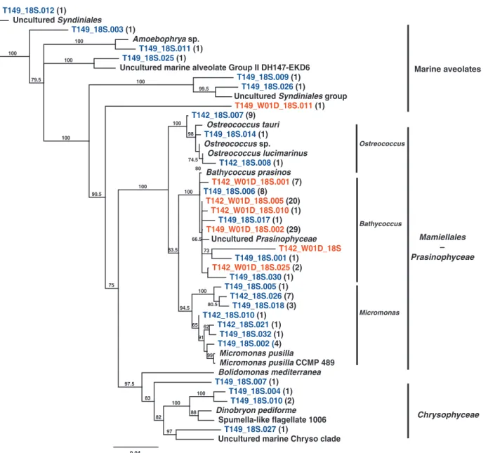 Fig. 3. Phylogenetic tree of 18S rRNA genes from South-East Pacific Ocean environmental samples T142 and T149