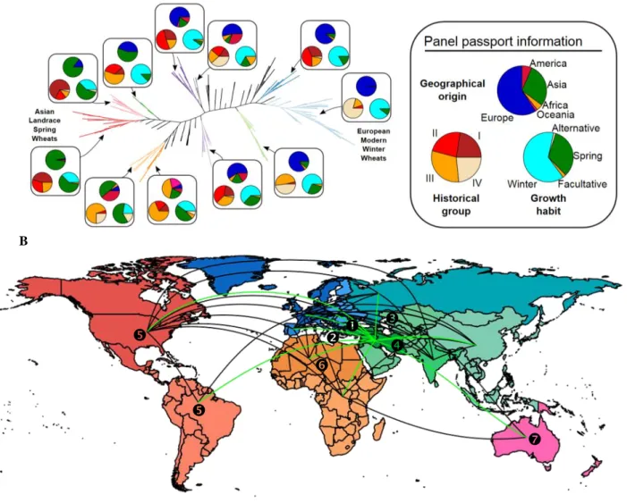 Figure 2: Geographical components of the panel structure. A- Phylogenetic tree of the hexaploid bread wheat  genotypes with a color code (right) in pie charts illuminating their geographical origins (see the associated map in  panel B), historical groups (
