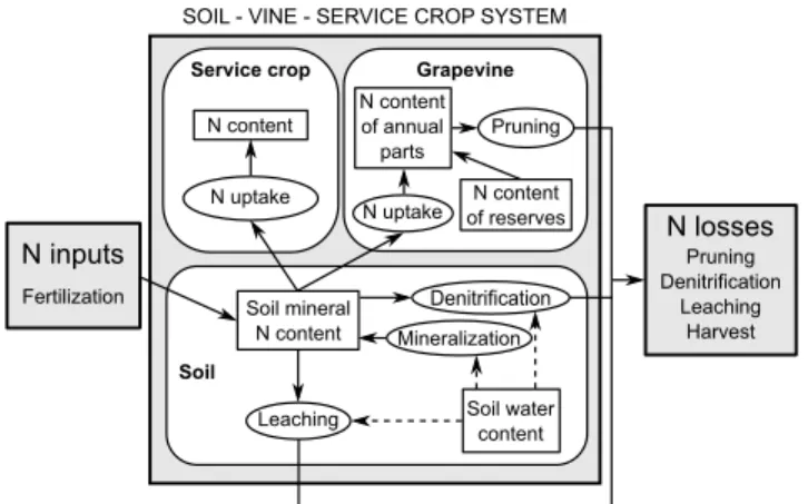 Figure 2: Conceptual model of nitrogen losses during service crop and grapevine growth period (adapted from  Guil-part et al