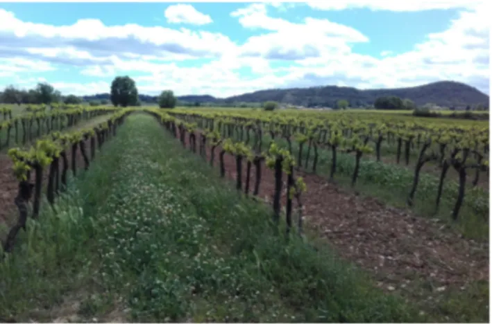 Figure 3: Intercropped vineyard with flowering spontaneous vegetation in south of France ( c Hélène Frey).