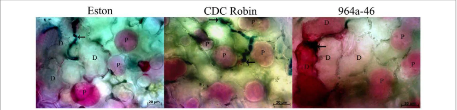 FIGURE 4 | Changes in viability of epidermal lentil cells 72 h after inoculation with A