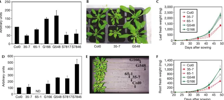 Fig 1 | The AtTOR gene regulates plant growth. (A,D) Expression of the AtTOR gene in the leaves (A) and roots (D) of the control line (Col0 wild type) and in RNAi-silenced (35-7 and 65-1) and RNAi-overexpressing lines (Gabi mutants G166 and G548; Salk muta