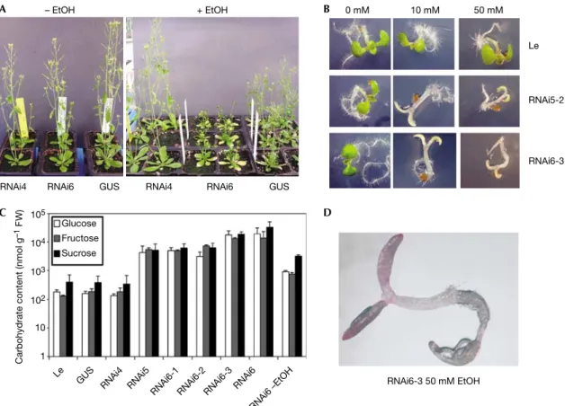 Fig 4 | Conditional silencing of AtTOR expression by ethanol-inducible RNA interference phenocopies in plants the action of rapamycin in animal and yeast cells