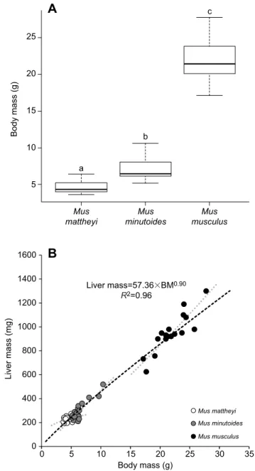 Fig. 1. Body mass and variation of liver mass with body mass for the three mouse species