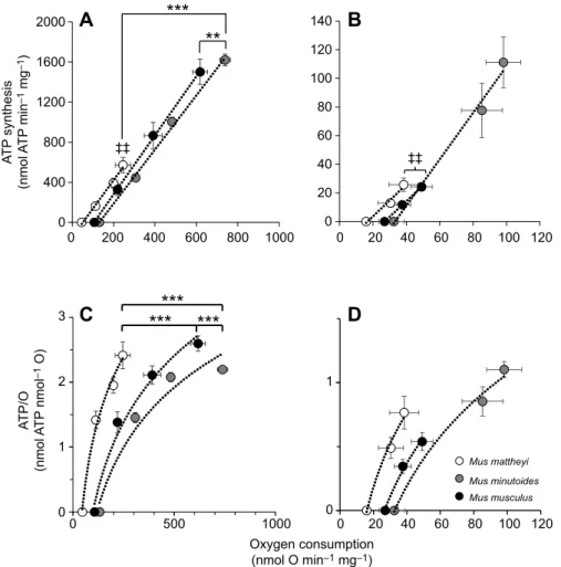 Fig. 4. Mitochondrial oxidative phosphorylation efficiency in skeletal muscle and liver for the three mouse species
