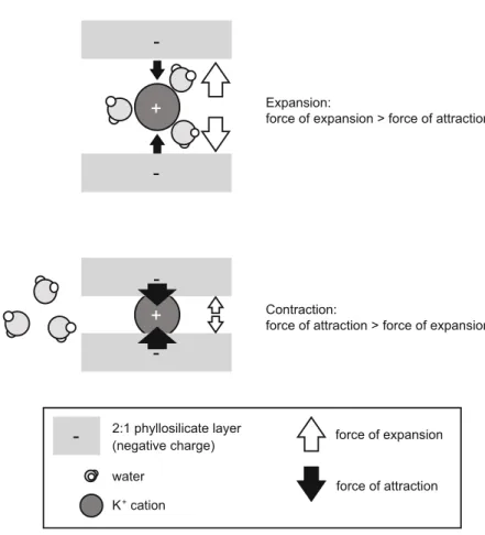 Fig. 7.7 Conceptual model of how the force of attraction and force of expansion contributes to contraction or expansion of 2:1 phyllosilicate layers