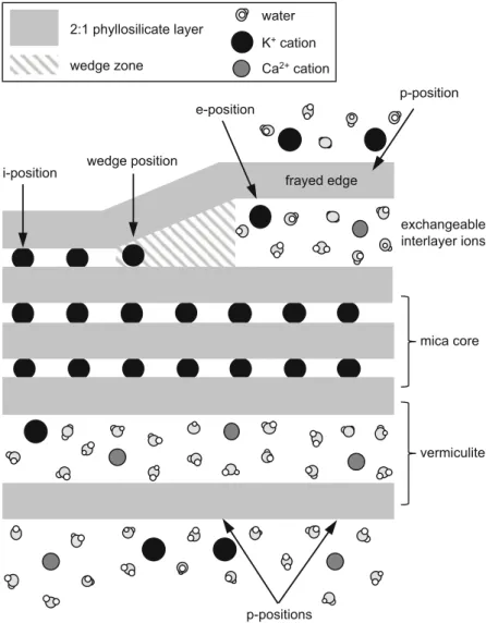Fig. 7.2 Diagrammatic representation of K adsorption positions for mica, a frayed edge of mica, and an outer layer where mica has transformed to vermiculite