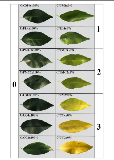 FIGURE 1 | Assessment of leaf damages after 210 days of total nutrient deficiency (0%) on clementine trees grafted onto the seven rootstocks compared to controls (100%)