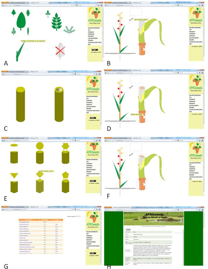 Fig. 2. Example of a stepwise identi ﬁ cation of a weed species using the multiple-choice menu of AFROweeds