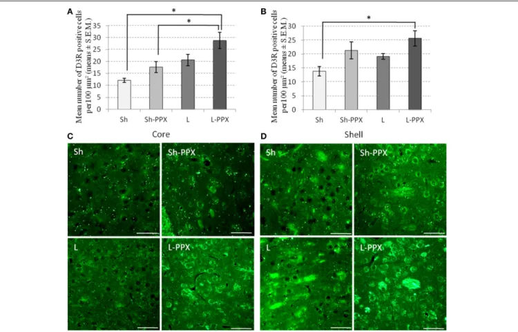 FIGURE 6 | Changes in Dopamine D3 receptor expression following PPX treatment and intermittent access to sucrose solution