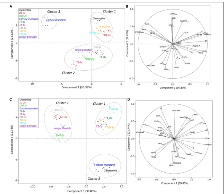 FIGURE 7 | Biplot obtained from PCA performed on leaves of studied citrus varieties under water deficit (A,B) and after the recovery period (C,D)