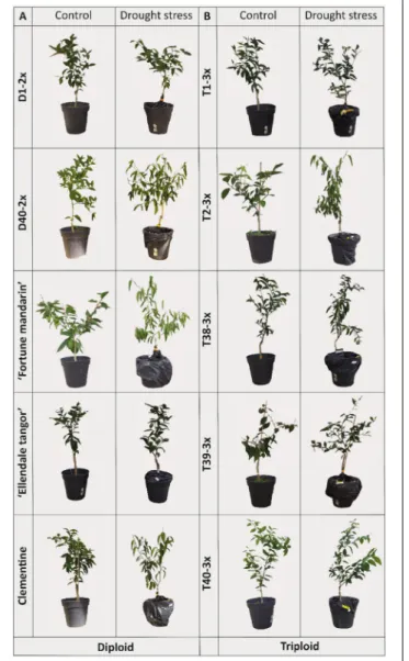 FIGURE 2 | Changes in (A) pre-dawn leaf water potential (9 PD ) and (B) relative water content (RWC) in varieties under three different water conditions:
