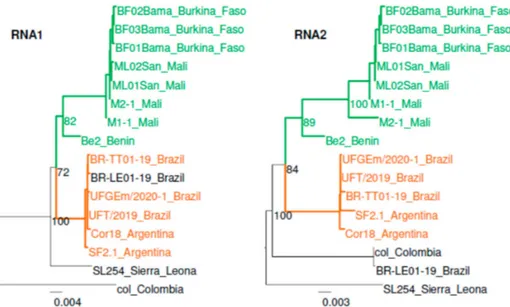Figure 4. Phylogenetic relationships between RSNV genomic sequences. Maximum-likelihood (ML) phylogenetic trees were reconstructed with the sequences of the segments RNA1 and RNA2 of 16 RSNV isolates and without the recombinant regions