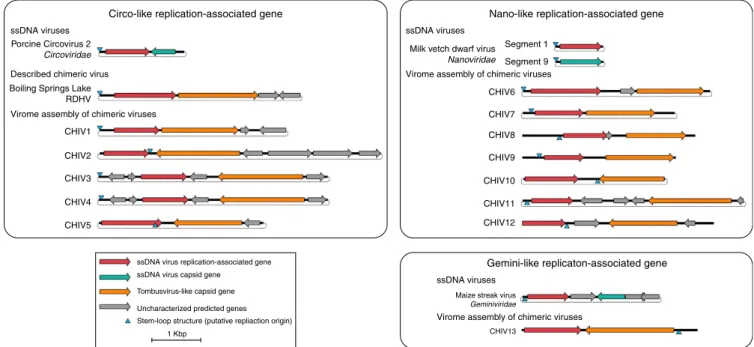 Figure 1 | Genomic maps of CHIVs and representative reference genomes. CHIVs are grouped according to the type of Rep they encode