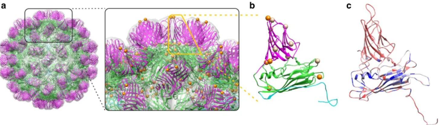 Figure 2 | Insights into the structure of CHIVs. (a) Structure of the MNSV (PDB ID:2ZAH) is shown to illustrate the contribution of the distinct CP domains to the virion organization and the position of these domains in the capsid surface lattice