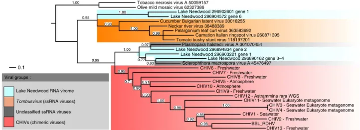 Figure 4 | Phylogenetic tree of tombusvirus-like CPs. CHIVs are highlighted in red, tombusviruses in orange and unclassiﬁed ssRNA viruses are either in grey when isolated, or in blue when assembled from Lake Needwood RNA virome