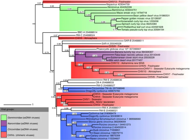 Figure 5 | Phylogenetic analysis of the CHIV RC-Reps. CHIVs are highlighted in red, circoviruses in blue, nanoviruses in purple and geminiviruses in green