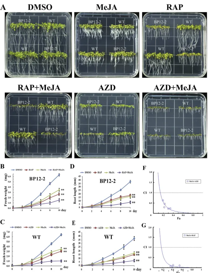 Figure 4.  TOR inhibitors and MeJA synergistically inhibit the growth of Arabidopsis seedlings