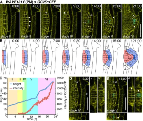 Fig. 1. Cellular patterning and QC establishment during Arabidopsis LR primordium development.
