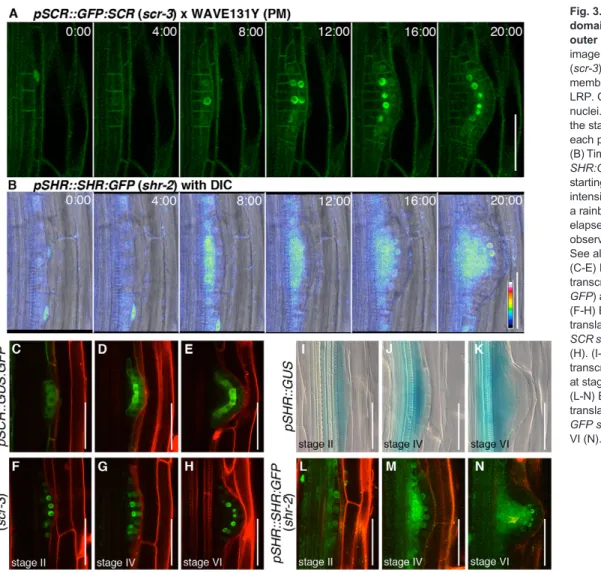 Fig. 3. SCR and SHR expression domains delineate the inner and outer LRP layers. (A) Time-lapse image series of pSCR::GFP:SCR (scr-3)×WAVE131Y ( plasma membrane) initiated from the stage I LRP