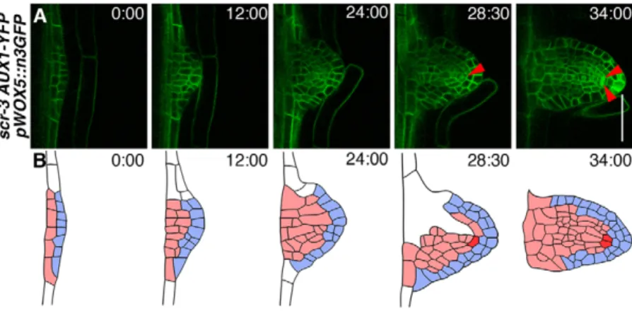 Fig. 6. The scr mutation disrupts the normal pattern of QC establishment in LRP. (A) Time-lapse image series of LRP development in pWOX5::n3GFP AUX1-YFP in the scr-3 background