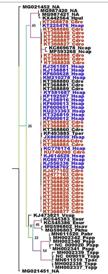FIGURE 4 | Phylogenetic analysis of Merbecoviruses RdRp genes. The alignment of the full RdRp genes was performed with MUSCLE from the SeaView package (Gouy et al., 2010)