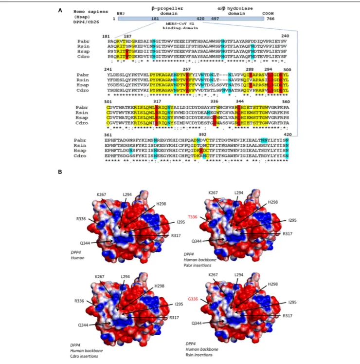 FIGURE 2 | Polymorphism of the DPP4 receptor. (A) DPP4 multiple sequence alignments. Schematic representation of the DPP4 protein organization (upper panel).