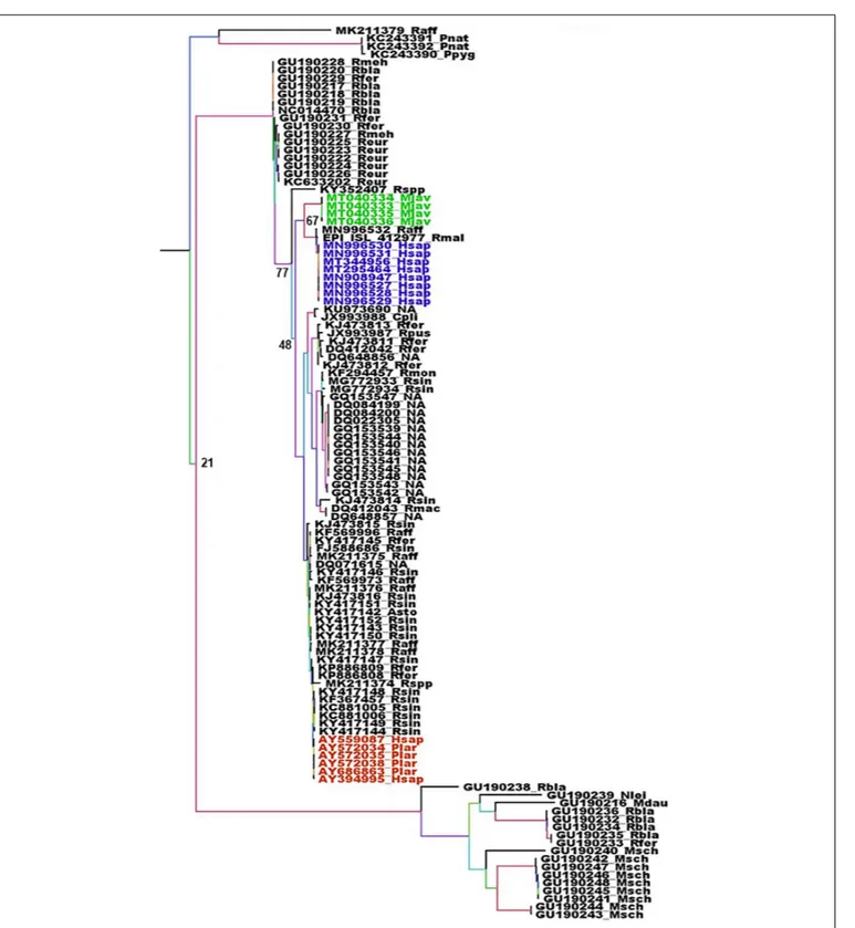 FIGURE 3 | Phylogenetic analysis of Sarbecoviruses RdRp genes. The alignment of the full RdRp genes was performed with MUSCLE from the SeaView package (Gouy et al., 2010)