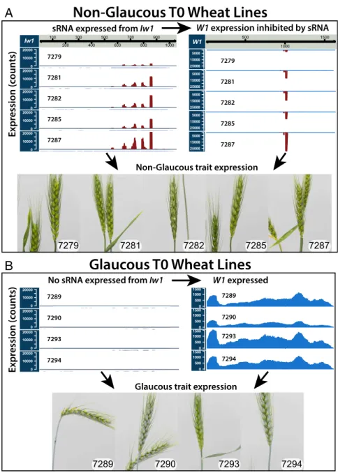 Fig. 4. Characterization of transgenic lines overexpressing Iw1 through sRNA and RNA-seq analyses