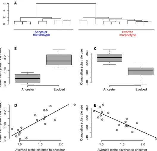 Fig. 3. Characterization of the ancestral and evolved morphotypes of the focal species at the end of the experiment