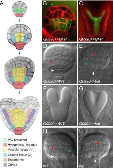 Fig. 1. MP controls asymmetric division of the first embryogenic ground tissue cells. (A) Tissue initiation during early Arabidopsis embryogenesis