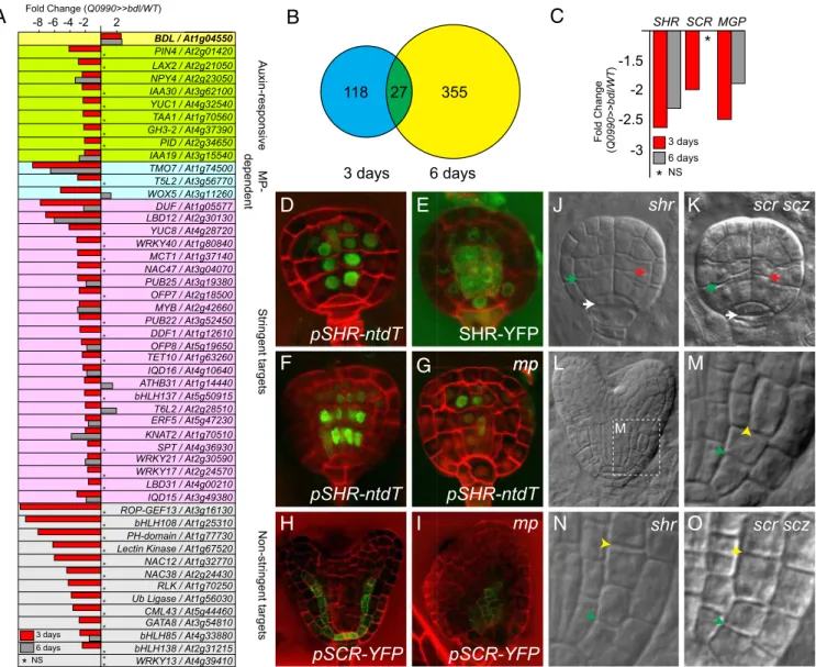 Fig. 2. MP controls ground tissue initiation upstream and independently of SHR. (A) Differential gene expression (in fold change Q0990&gt;&gt;bdl/Q0990&gt;&gt;WT ) in Q0990 &gt;&gt; bdl embryos at 3 d (red columns) and 6 d (gray columns) after pollination