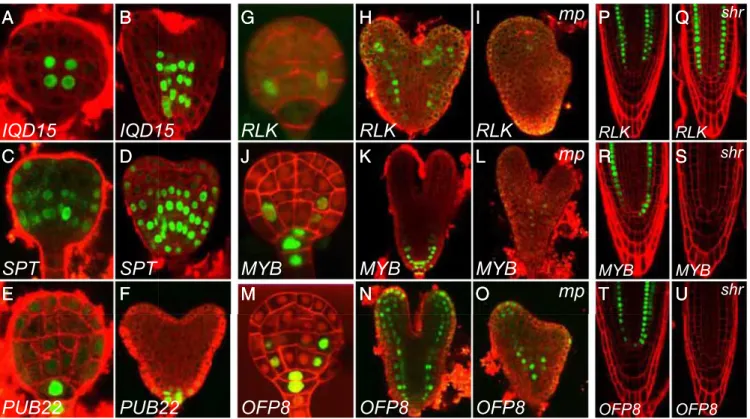 Fig. 3. MP transcriptionally initiates the embryonic ground tissue in a SHR-independent manner