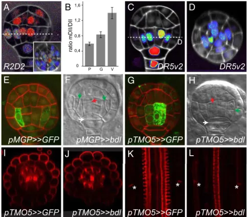 Fig. 4. Auxin response cell-autonomously controls ground and vascular tissue initiation