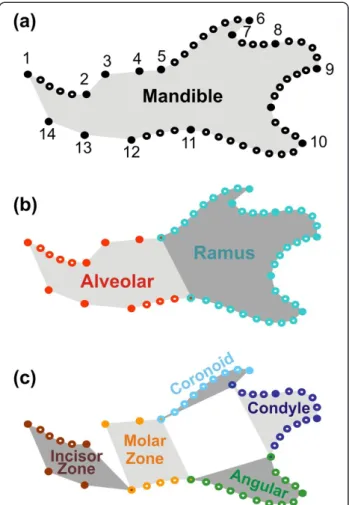 Figure 1 Sampling of the mandible shape and definition of its modules. (a) Whole mandible, sampled by 14 landmarks (dark dots) and eight curves, composed of sliding landmarks (open dots).