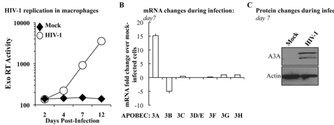 Figure 2. The expression of A3A is specifically increased during HIV-1 spread in infected macrophages