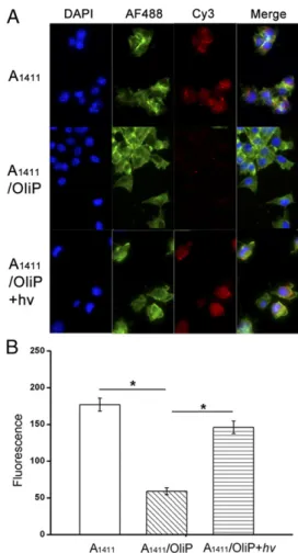 Fig. 2. FRET study of the formation of A 1411 /OliP and the light-triggered release of A 1411 