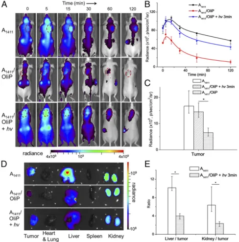 Fig. 6. Effect of light triggering of A 1411 /OliP on biodistribution. (A) Representative whole-body fluorescence images of 4T1 tumor-bearing mice injected i.v