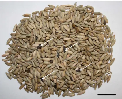 Fig 1. Ergot sclerotia observed in sample 9129 (Rye). Sclerotia are indicated by arrows