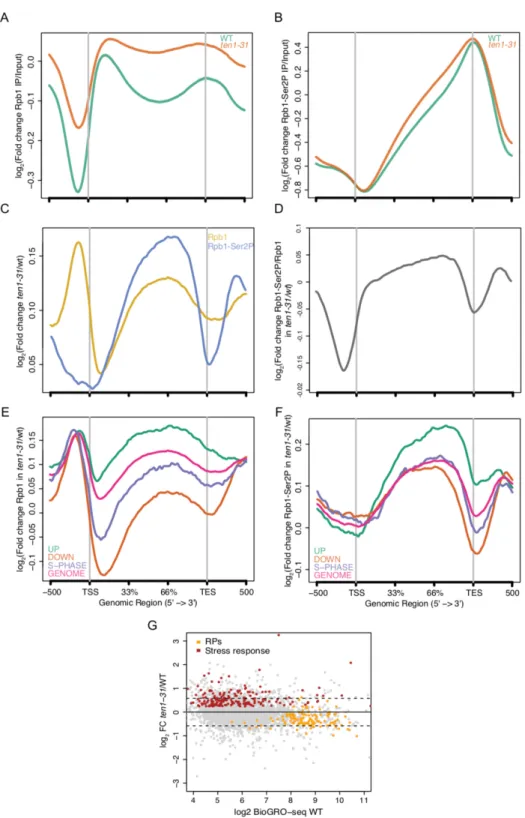 Figure 6. ChIP-seq and RNA-seq analysis of the effects of TEN1 genetic inactivation. (A) Input-normalised average Rpb1 occupancy profile relative to the transcription start site (TSS) and transcription end site (TES) for all annotated protein-coding genes 